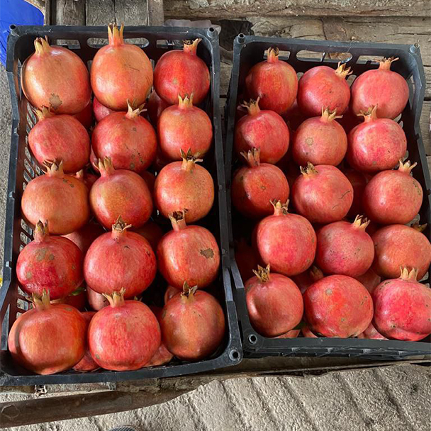 انار ارگانیک صادراتی