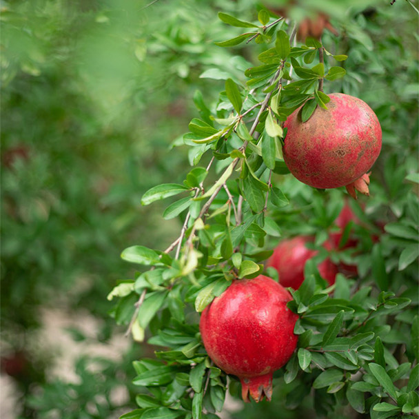 انار سرخ ارگانیک